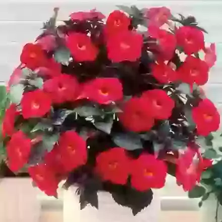 Charm
